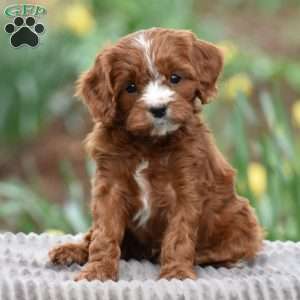 Jared, Cavapoo Puppy